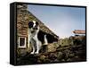 Border Collie on Moss Covered Stone Wall-Jody Miller-Framed Stretched Canvas