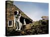 Border Collie on Moss Covered Stone Wall-Jody Miller-Stretched Canvas