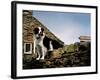 Border Collie on Moss Covered Stone Wall-Jody Miller-Framed Photographic Print