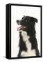 Border Collie Portrait-Mark Taylor-Framed Stretched Canvas