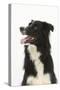 Border Collie Portrait-Mark Taylor-Stretched Canvas