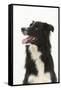 Border Collie Portrait-Mark Taylor-Framed Stretched Canvas