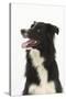 Border Collie Portrait-Mark Taylor-Stretched Canvas