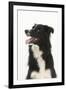 Border Collie Portrait-Mark Taylor-Framed Photographic Print