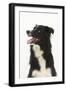 Border Collie Portrait-Mark Taylor-Framed Photographic Print