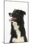 Border Collie Portrait-Mark Taylor-Mounted Photographic Print