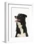 Border Collie Portrait-Mark Taylor-Framed Photographic Print