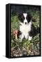 Border Collie Pup in Grass, Leaves, and Trumpet Flowers, Goleta, California, USA-Lynn M^ Stone-Framed Stretched Canvas