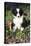 Border Collie Pup in Grass, Leaves, and Trumpet Flowers, Goleta, California, USA-Lynn M^ Stone-Stretched Canvas