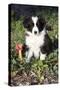 Border Collie Pup in Grass, Leaves, and Trumpet Flowers, Goleta, California, USA-Lynn M^ Stone-Stretched Canvas