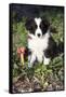 Border Collie Pup in Grass, Leaves, and Trumpet Flowers, Goleta, California, USA-Lynn M^ Stone-Framed Stretched Canvas