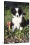 Border Collie Pup in Grass, Leaves, and Trumpet Flowers, Goleta, California, USA-Lynn M^ Stone-Stretched Canvas