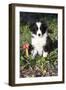 Border Collie Pup in Grass, Leaves, and Trumpet Flowers, Goleta, California, USA-Lynn M^ Stone-Framed Photographic Print