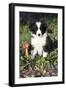 Border Collie Pup in Grass, Leaves, and Trumpet Flowers, Goleta, California, USA-Lynn M^ Stone-Framed Photographic Print