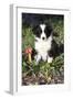 Border Collie Pup in Grass, Leaves, and Trumpet Flowers, Goleta, California, USA-Lynn M^ Stone-Framed Photographic Print