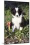 Border Collie Pup in Grass, Leaves, and Trumpet Flowers, Goleta, California, USA-Lynn M^ Stone-Mounted Photographic Print