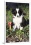 Border Collie Pup in Grass, Leaves, and Trumpet Flowers, Goleta, California, USA-Lynn M^ Stone-Framed Photographic Print