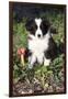 Border Collie Pup in Grass, Leaves, and Trumpet Flowers, Goleta, California, USA-Lynn M^ Stone-Framed Photographic Print