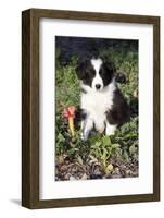 Border Collie Pup in Grass, Leaves, and Trumpet Flowers, Goleta, California, USA-Lynn M^ Stone-Framed Photographic Print