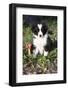 Border Collie Pup in Grass, Leaves, and Trumpet Flowers, Goleta, California, USA-Lynn M^ Stone-Framed Photographic Print