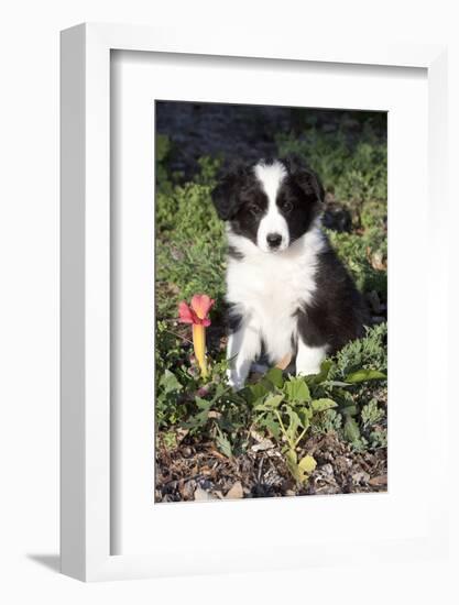 Border Collie Pup in Grass, Leaves, and Trumpet Flowers, Goleta, California, USA-Lynn M^ Stone-Framed Photographic Print