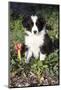 Border Collie Pup in Grass, Leaves, and Trumpet Flowers, Goleta, California, USA-Lynn M^ Stone-Mounted Photographic Print