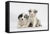 Border Collie Puppies Lying-Mark Taylor-Framed Stretched Canvas