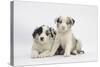 Border Collie Puppies Lying-Mark Taylor-Stretched Canvas