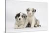 Border Collie Puppies Lying-Mark Taylor-Stretched Canvas