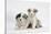 Border Collie Puppies Lying-Mark Taylor-Stretched Canvas