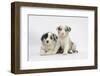 Border Collie Puppies Lying-Mark Taylor-Framed Photographic Print