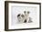 Border Collie Puppies Lying-Mark Taylor-Framed Photographic Print