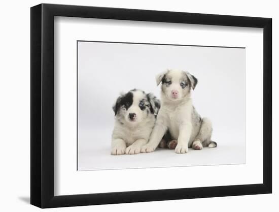 Border Collie Puppies Lying-Mark Taylor-Framed Photographic Print