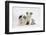 Border Collie Puppies Lying-Mark Taylor-Framed Photographic Print