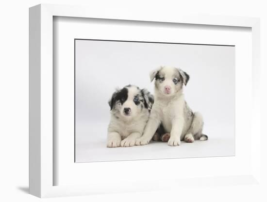 Border Collie Puppies Lying-Mark Taylor-Framed Photographic Print