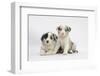 Border Collie Puppies Lying-Mark Taylor-Framed Photographic Print