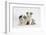 Border Collie Puppies Lying-Mark Taylor-Framed Photographic Print