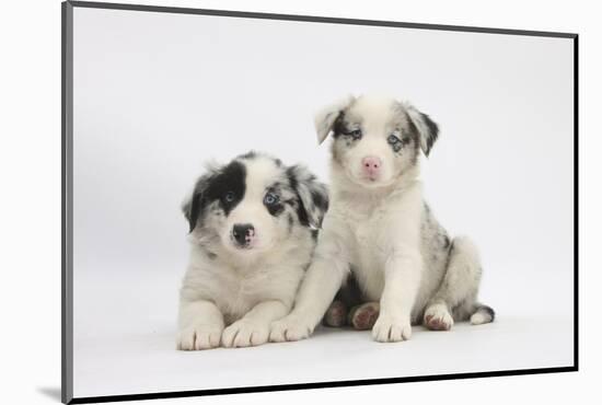Border Collie Puppies Lying-Mark Taylor-Mounted Photographic Print