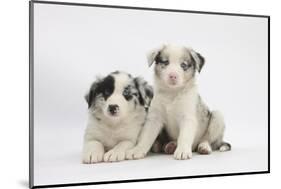 Border Collie Puppies Lying-Mark Taylor-Mounted Photographic Print