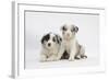 Border Collie Puppies Lying-Mark Taylor-Framed Photographic Print
