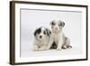 Border Collie Puppies Lying-Mark Taylor-Framed Photographic Print