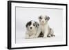 Border Collie Puppies Lying-Mark Taylor-Framed Photographic Print