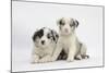 Border Collie Puppies Lying-Mark Taylor-Mounted Photographic Print