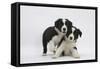 Border Collie Puppies Playing-Mark Taylor-Framed Stretched Canvas