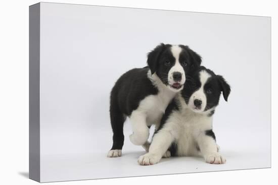 Border Collie Puppies Playing-Mark Taylor-Stretched Canvas