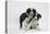 Border Collie Puppies Playing-Mark Taylor-Stretched Canvas