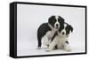 Border Collie Puppies Playing-Mark Taylor-Framed Stretched Canvas