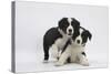Border Collie Puppies Playing-Mark Taylor-Stretched Canvas