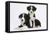 Border Collie Puppies Playing-Mark Taylor-Framed Stretched Canvas