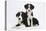 Border Collie Puppies Playing-Mark Taylor-Stretched Canvas